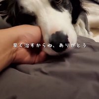 ベッドで眠っている飼い主にくっついて、飼い主の顔を見つめる犬