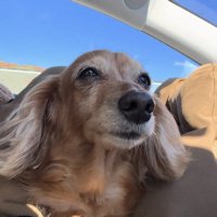 少し眠そうに見える犬
