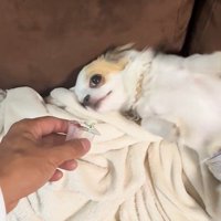 オレオちゃん＆マツちゃんの反応4