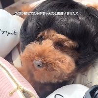 カツラを被ったワンコ5