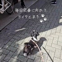 交番の前に向かう2匹の犬