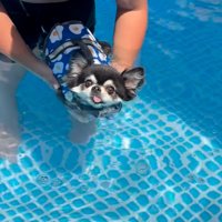 プールに入る犬