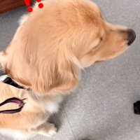 リリーちゃんと弟くんの初対面3