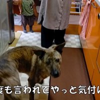パパが戻ってきた時のりゅうさん8