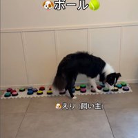 飼い主さんを呼び続けるサンゴくん6