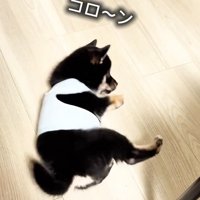 転がったままのまかお君