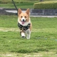 飼い主の方へ駆けてくる犬