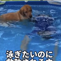 プールで潜る飼い主さん