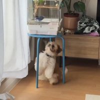 鳥かごの下にやってきた犬