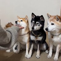 全員が見事な「おて」
