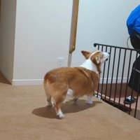 玄関でお見送り