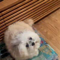 あざらしみたいなるるちゃん