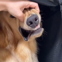 口元を見ようとする飼い主