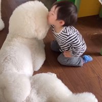 男の子にキスする大型犬