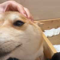 無邪気