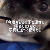 黒い小型犬の顔