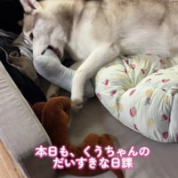 パピーのくうちゃんは…