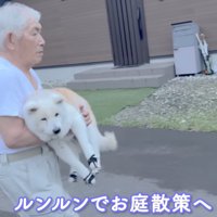 おじいちゃんに抱っこされて、庭を散歩する老犬