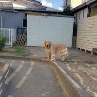 ボール