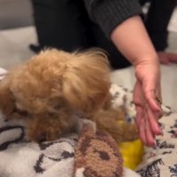 女性の手から顔を背ける犬