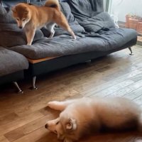 ひっくり返るロイくん