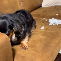 しばらく隠れるまるちゃん