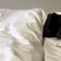 布団に入っている犬