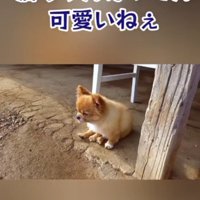 「猫ちゃん可愛いねえ」