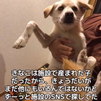 抱っこされるきなこちゃん