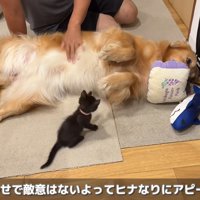 仰向けになってアピール