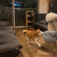 おもちゃを取り合って遊ぶ犬たち