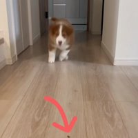 走り出すアンディ君