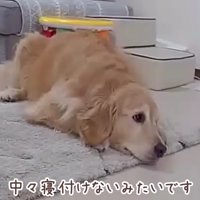 お昼寝ができない…