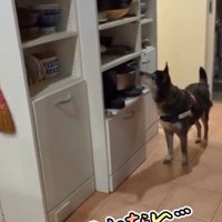 食器棚を見上げる犬