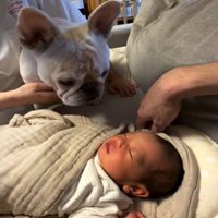 赤ちゃんを見る犬1