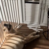 大満足のお顔