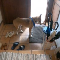 家族が出かける日のワンジローくん3