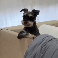 ソファの縁に前足をかける犬