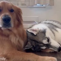 ハスキー犬に甘えられて飼い主の方を見つめるゴールデンレトリバー