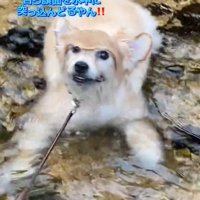 顔を上げる犬2