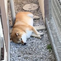ZZZ…
