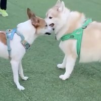 ドッグランもエンジョイ