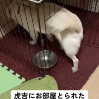 ケージの奥へ入る犬