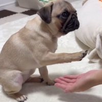 飼い主の手のひらに前足を伸ばす子犬
