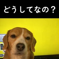 テレビの前に座る中型犬