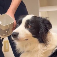 横目で男性を見る犬