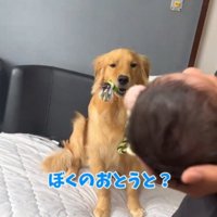 おもちゃを咥えたまま赤ちゃんを見つめる犬