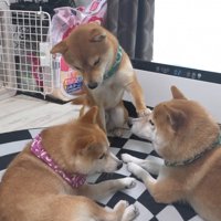 「僕の場所取らないで！」とお顔をペチッ