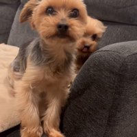 叱られる小型犬
