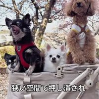 カートの端にいるここまるちゃん
